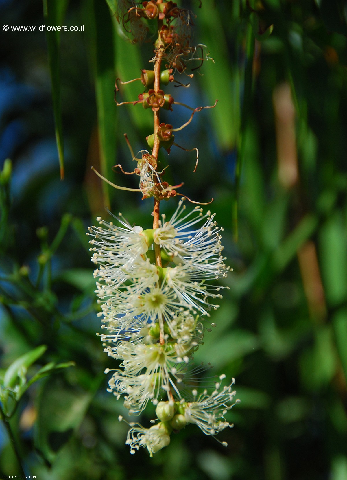 Melaleuca  argentea